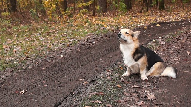 The dog sits on the road and sniffs the air. Autumn in the forest, season of bad roads.