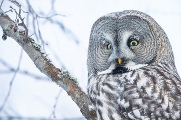 Close-up of a perching great grey owl in Finland, winter