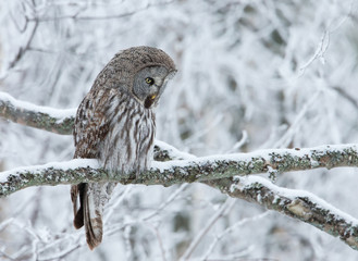 Close-up of a perching great grey owl in Finland, winter