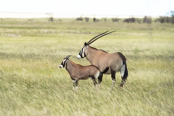 Oryx Antilope Mutter mit Jungtier