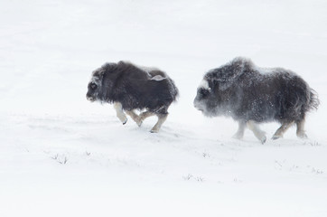 Naklejka premium Musk Ox cubs chasing each other in winter in the mountains of Dovrefjell in Norway.