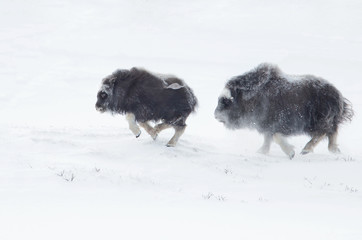 Musk Ox cubs chasing each other in winter in the mountains of Dovrefjell in Norway.