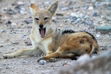 Coyote in Namibia