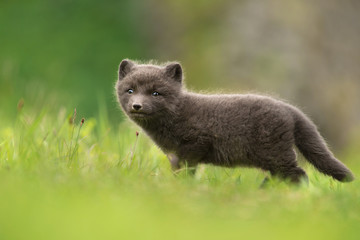 Very cute blue morph arctic fox cub standing alone in the meadow in summer in Hornstrandir Nature reserve, Iceland