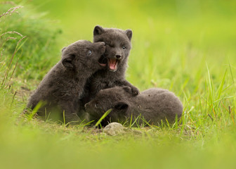 Three cute brown (blue morph) arctic fox cubs play fighting with each other in the meadow during summer in Iceland