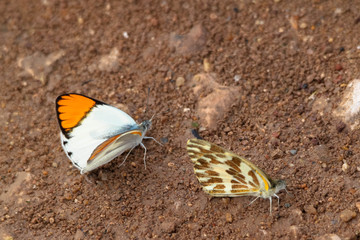 Schmetterlinge