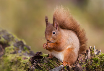 Red Squirrel eating nuts on a tree trunk in the Scottish forest.