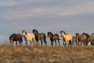 Herd of Wild Horses int he Utah Desert