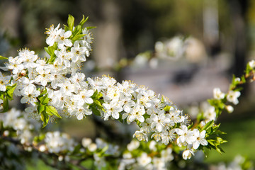 Detail of blossom cherry tree