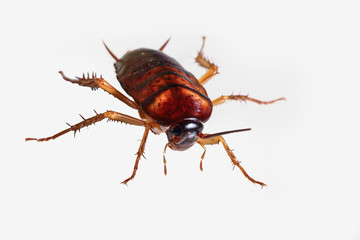Cockroach brown on white background