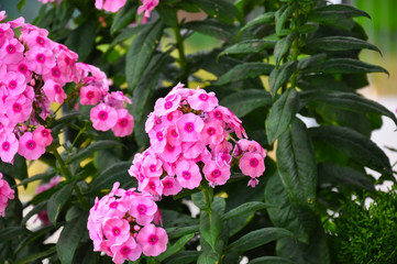 Fototapeta premium The beautiful Phloxe flower blossoms