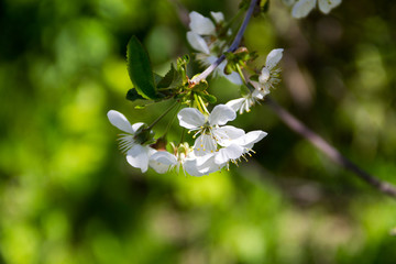 Detail of blossom cherry tree