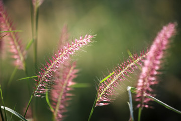 close up of reeds grass with green background.