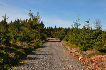 Fototapeta na wymiar Forest walking path leading through conifer trees