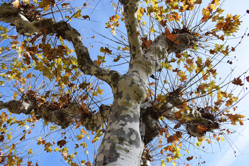 Árboles con hojas de otoño