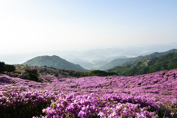 활짝 핀 황매산의 철쭉꽃