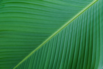 green leave texture