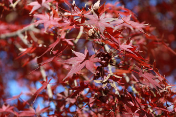 Red Japanese Maple Leaf on the tree with blue sky background. The leaves change color from green to yellow, orange and red in autumn.