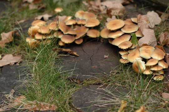 A lot of mushrooms grow on stumps - there is a space for inscriptions.
