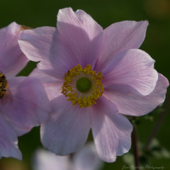 Anemone Close up
