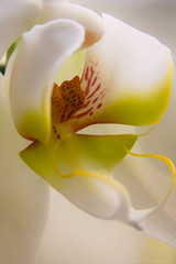 Orchid Close Up
