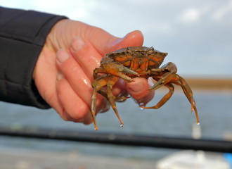 Świeżo złowiony krab, wyciągnięty z wody,  w ręce rybaka, w tle niewyraźne morze