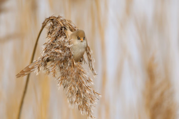 Bearded tit (Panurus biarmicus), female feeding on seeds in reed bed, UK