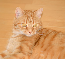 Katze