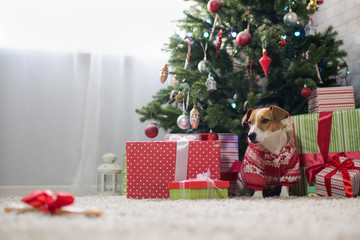 Dog breed Jack Russell under the Christmas tree