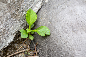 little plant and concrete building