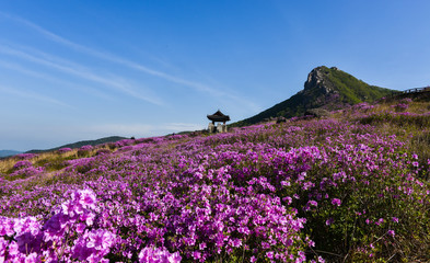 Fototapeta premium 활짝 핀 황매산의 철쭉꽃
