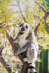the lemur is sitting on a tree on a sunny morning