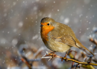 European robin perching on a tree branch in the falling snow, winter in the United Kingdom
