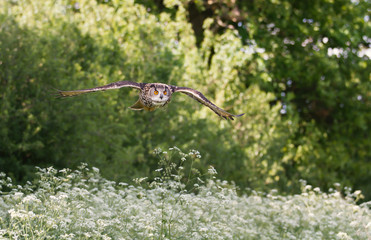 Eurasian eagle-owl flying over a field of white flowers in summer in English countryside