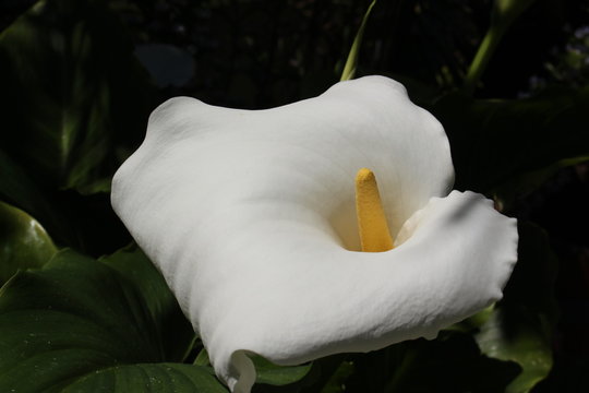 White "Calla Lily" flower (or Arum Lily) in St. Gallen, Switzerland. Its Latin name is Zantedeschia Aethiopica, native to South Africa, Lesotho and Swaziland.