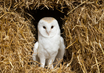 Barn owl sitting on hay
