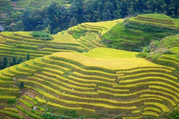 Fototapete Rund Longji-Reisterrassen © swisshippo