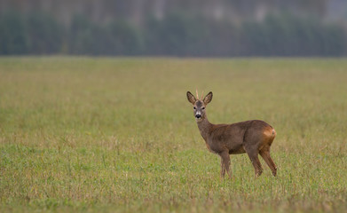 Roe deer buck.