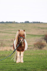 Cute Little Pony