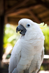 white parrot with crest