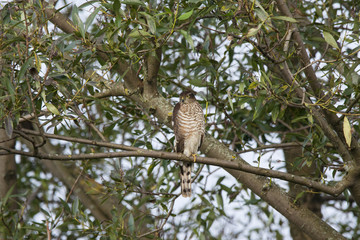 Eurasian sparrowhawk sitting on branch of tree. Cute beautiful young bird of prey. Bird in wildlife.