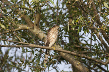 Eurasian sparrowhawk sitting on branch of tree. Cute beautiful young bird of prey. Bird in wildlife.