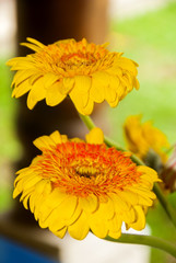 Flower gerbera, Gerbera Hybrida in Guatemala.	