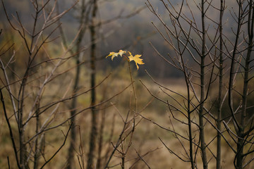 autumn love in forest