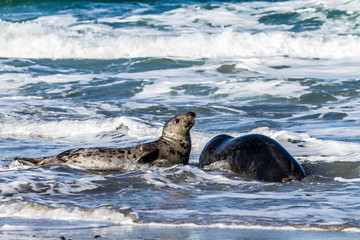 Obraz premium Seals on a beach