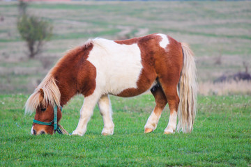 Naklejka na ściany i meble Cute Little Pony