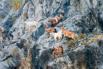 Family mountain goats relax on the cliff rock in Vietnam