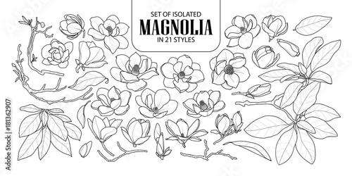 Set Of Isolated Magnolia In 21 Styles Cute Hand Drawn Flower Vector