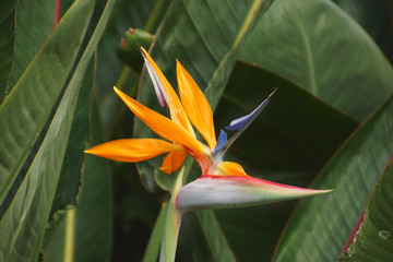 Strelitzia reginae from Madeira Islands
