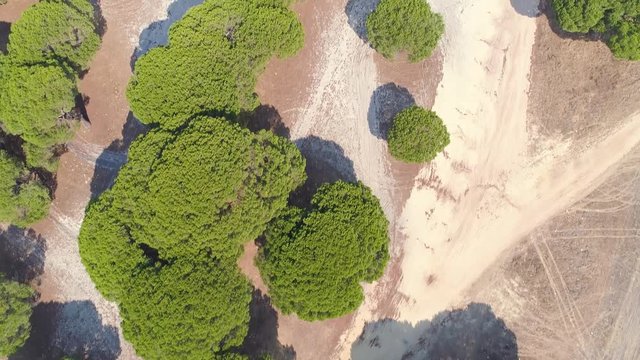 Aerial View of Park Coniferous Trees, Portugal